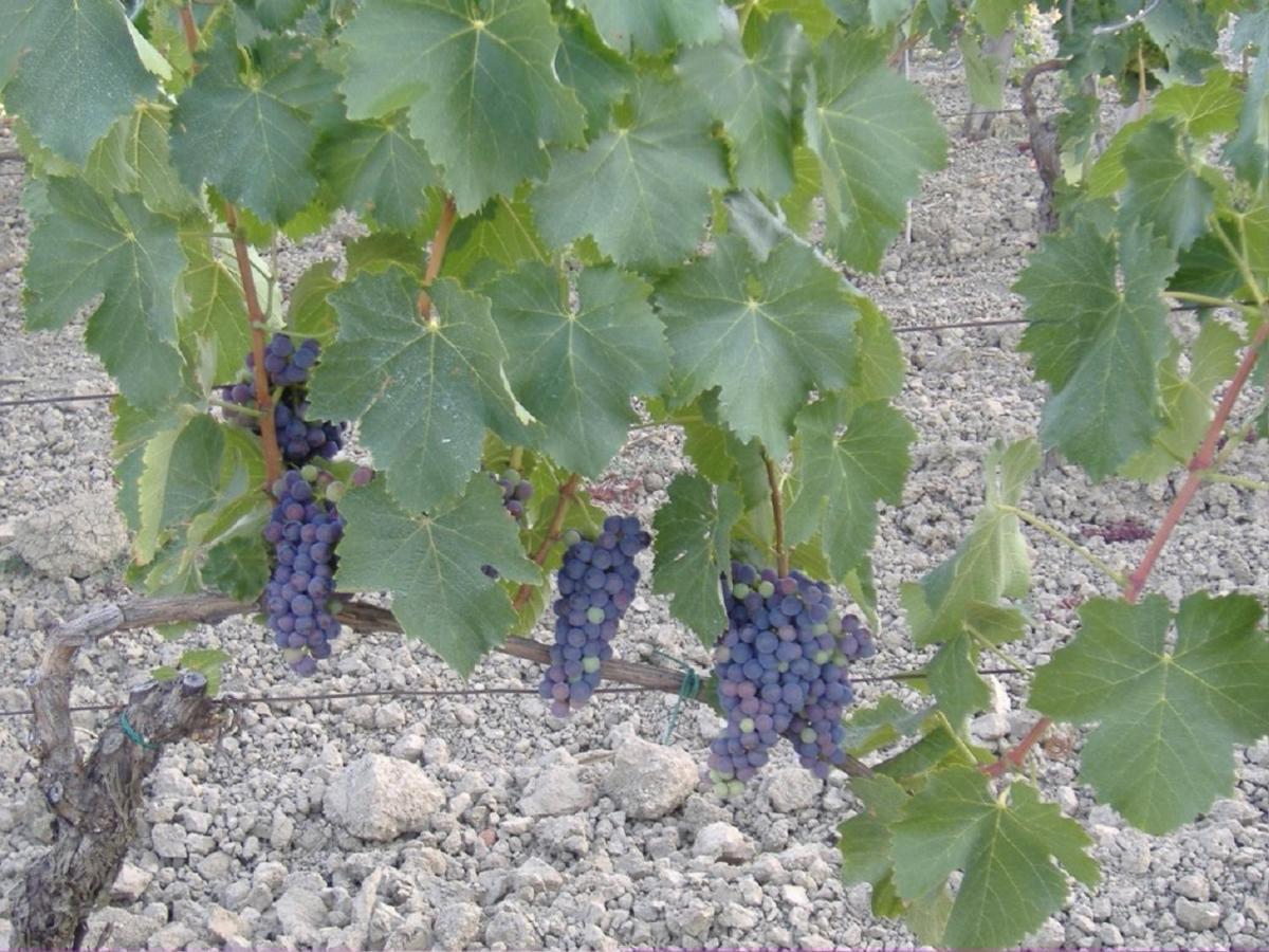 Bio Agriturismo Il Torrione Сатурния Экстерьер фото